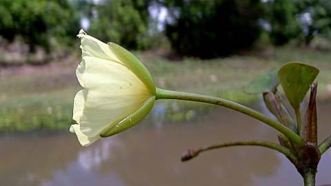 Fotografia da espécie Hydrocleys nymphoides