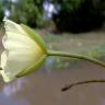 Fotografia 14 da espécie Hydrocleys nymphoides do Jardim Botânico UTAD