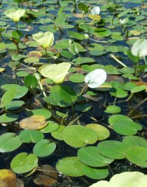 Fotografia 15 da espécie Hydrocleys nymphoides no Jardim Botânico UTAD