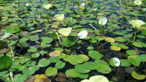 Fotografia da espécie Hydrocleys nymphoides