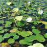 Fotografia 15 da espécie Hydrocleys nymphoides do Jardim Botânico UTAD