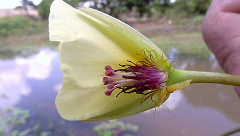 Fotografia da espécie Hydrocleys nymphoides