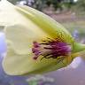 Fotografia 16 da espécie Hydrocleys nymphoides do Jardim Botânico UTAD