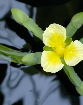 Fotografia 1 da espécie Limnocharis flava no Jardim Botânico UTAD