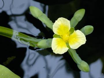 Fotografia da espécie Limnocharis flava