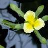 Fotografia 1 da espécie Limnocharis flava do Jardim Botânico UTAD