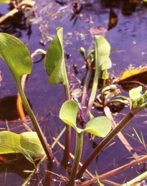 Fotografia 3 da espécie Limnocharis flava no Jardim Botânico UTAD