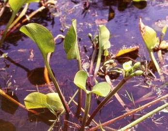 Fotografia da espécie Limnocharis flava