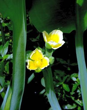 Fotografia 5 da espécie Limnocharis flava no Jardim Botânico UTAD