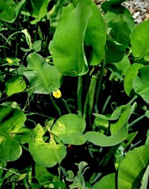 Fotografia 6 da espécie Limnocharis flava no Jardim Botânico UTAD