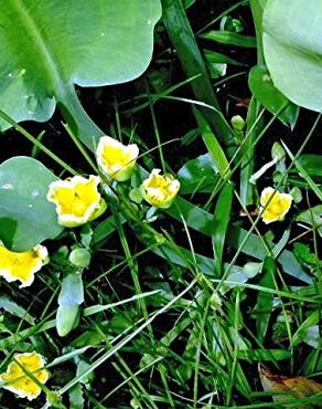 Fotografia 7 da espécie Limnocharis flava no Jardim Botânico UTAD