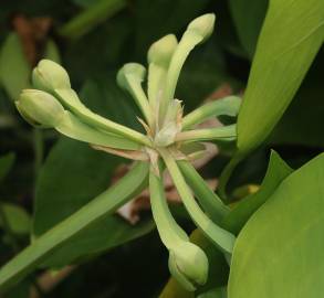 Fotografia da espécie Limnocharis flava