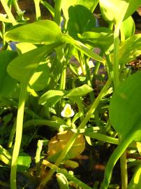 Fotografia da espécie Limnocharis flava