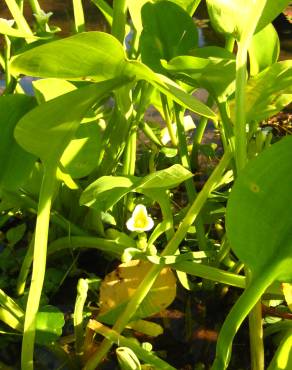 Fotografia 13 da espécie Limnocharis flava no Jardim Botânico UTAD