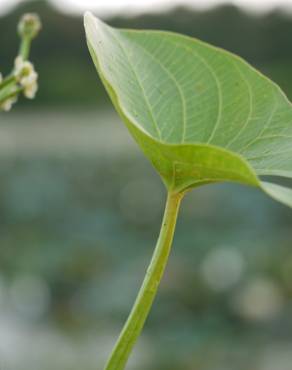 Fotografia 1 da espécie Limnophyton obtusifolium no Jardim Botânico UTAD