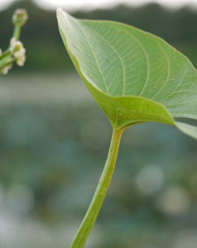 Fotografia de capa Limnophyton obtusifolium - do Jardim Botânico