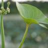 Fotografia 1 da espécie Limnophyton obtusifolium do Jardim Botânico UTAD