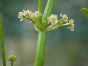 Fotografia da espécie Limnophyton obtusifolium