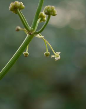 Fotografia 3 da espécie Limnophyton obtusifolium no Jardim Botânico UTAD