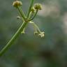 Fotografia 3 da espécie Limnophyton obtusifolium do Jardim Botânico UTAD