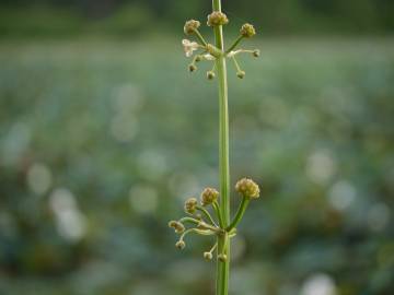 Fotografia da espécie Limnophyton obtusifolium