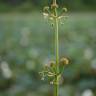 Fotografia 4 da espécie Limnophyton obtusifolium do Jardim Botânico UTAD