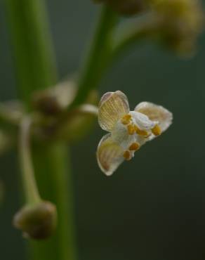 Fotografia 5 da espécie Limnophyton obtusifolium no Jardim Botânico UTAD