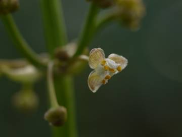 Fotografia da espécie Limnophyton obtusifolium