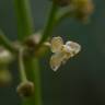 Fotografia 5 da espécie Limnophyton obtusifolium do Jardim Botânico UTAD