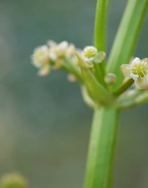 Fotografia 6 da espécie Limnophyton obtusifolium no Jardim Botânico UTAD