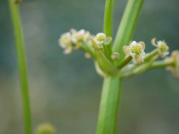 Fotografia da espécie Limnophyton obtusifolium