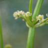 Fotografia 6 da espécie Limnophyton obtusifolium do Jardim Botânico UTAD