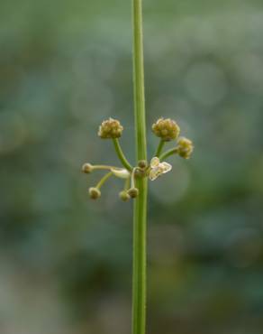 Fotografia 7 da espécie Limnophyton obtusifolium no Jardim Botânico UTAD