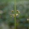 Fotografia 7 da espécie Limnophyton obtusifolium do Jardim Botânico UTAD