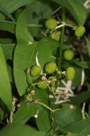 Fotografia da espécie Sagittaria cuneata