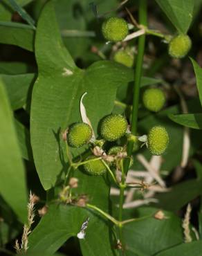 Fotografia 1 da espécie Sagittaria cuneata no Jardim Botânico UTAD