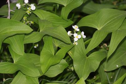 Fotografia da espécie Sagittaria cuneata