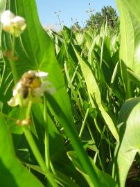 Fotografia da espécie Sagittaria cuneata