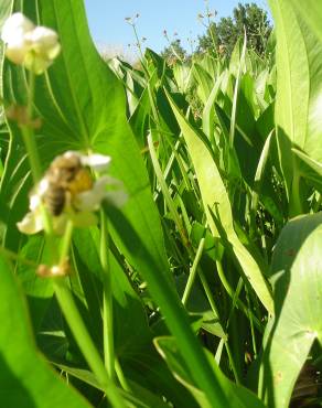 Fotografia 3 da espécie Sagittaria cuneata no Jardim Botânico UTAD