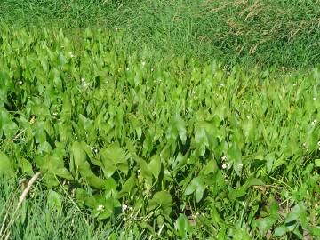 Fotografia da espécie Sagittaria cuneata