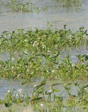 Fotografia 5 da espécie Sagittaria cuneata no Jardim Botânico UTAD