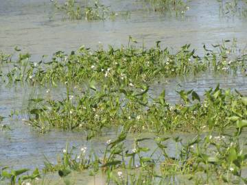 Fotografia da espécie Sagittaria cuneata