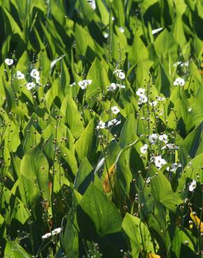 Fotografia 6 da espécie Sagittaria cuneata no Jardim Botânico UTAD