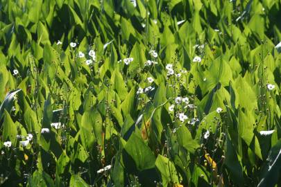 Fotografia da espécie Sagittaria cuneata