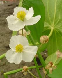 Fotografia da espécie Sagittaria cuneata