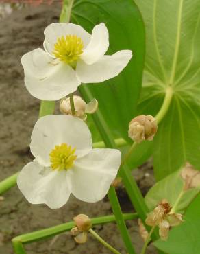 Fotografia 7 da espécie Sagittaria cuneata no Jardim Botânico UTAD