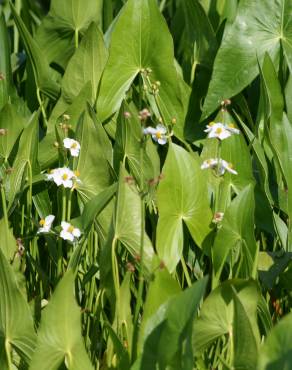 Fotografia 9 da espécie Sagittaria cuneata no Jardim Botânico UTAD