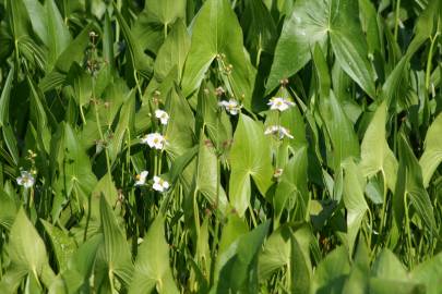 Fotografia da espécie Sagittaria cuneata