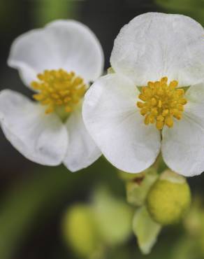 Fotografia 10 da espécie Sagittaria cuneata no Jardim Botânico UTAD