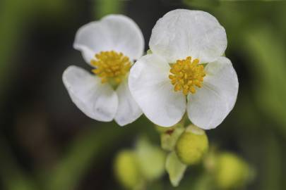 Fotografia da espécie Sagittaria cuneata